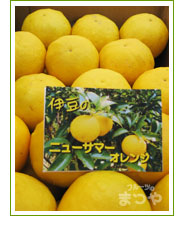 伊豆産のニューサマーオレンジの写真